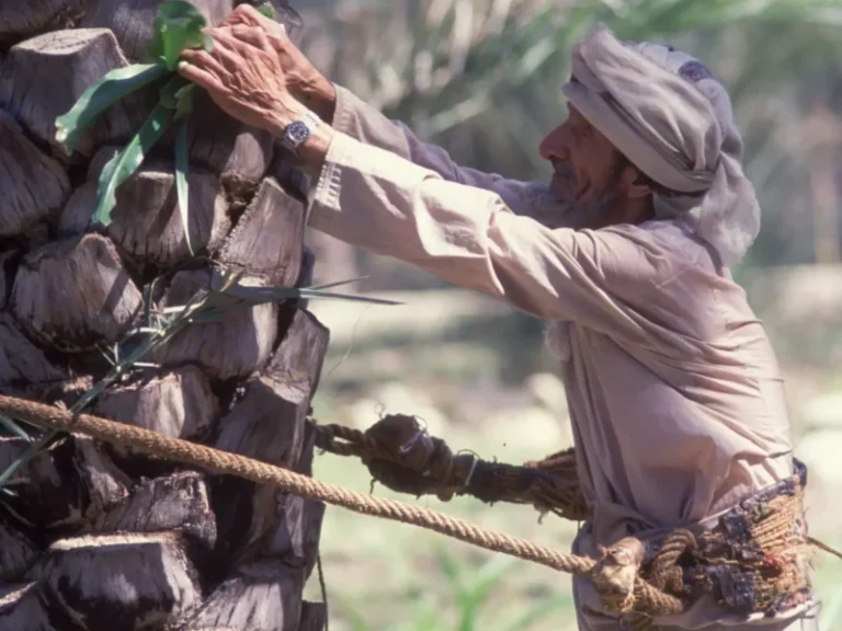 Date-Palm-Harvest-©-Ministry-of-Heritage-Tourism-Sultanate-of-Oman-scaled
