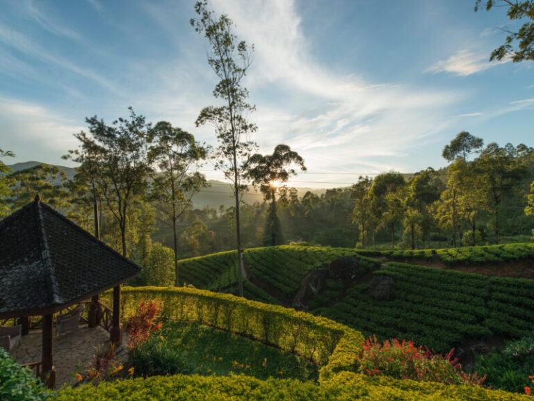 Tea Trails Sri Lanka 2014