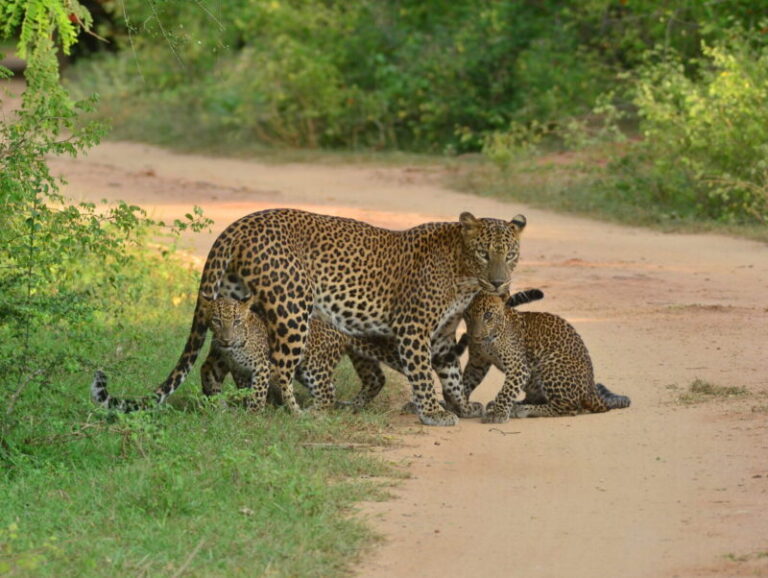 Sri Lanka leopards