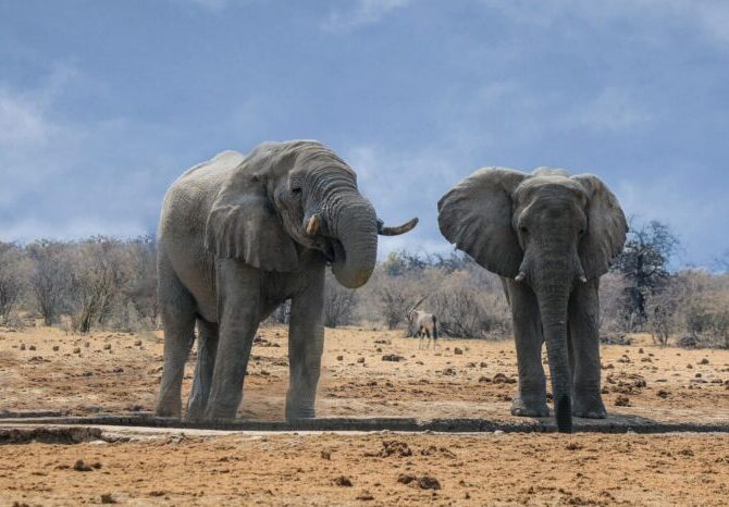 Elefanten in Namibia
