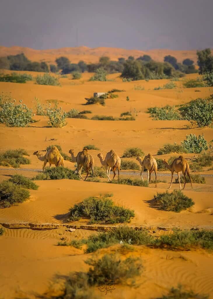 Orange Wuste in Saudi Arabien