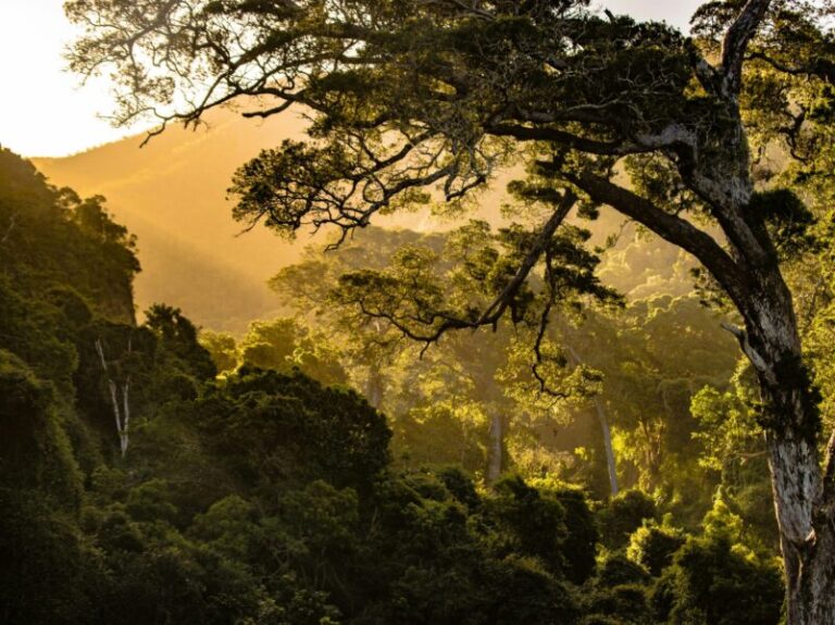 Bush-South Africa
