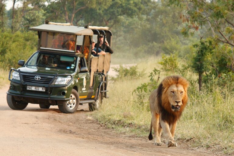 Kruger Park Safari