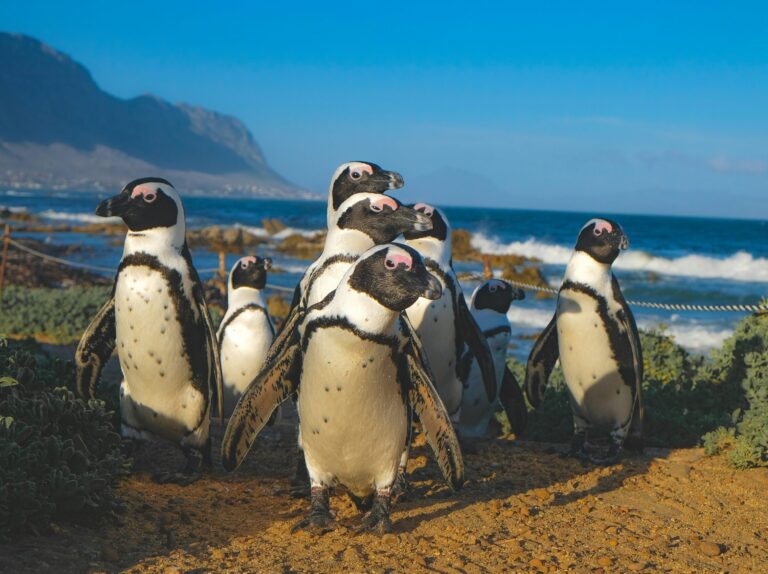 Penguins-South-Africa