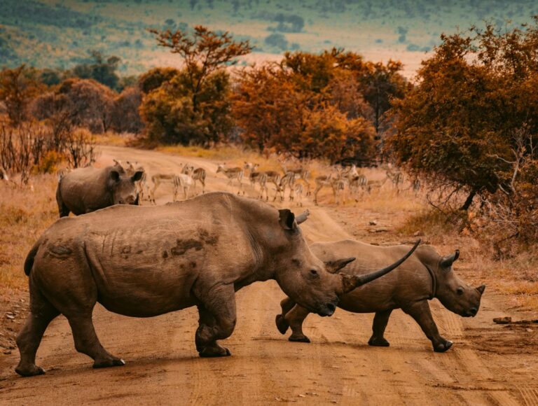 South Africa-Safari