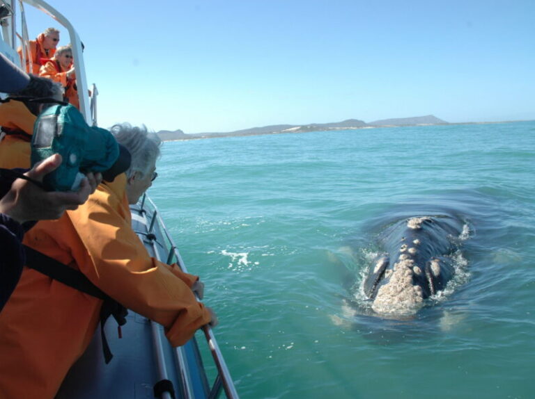 South Africa -Whale close to boat
