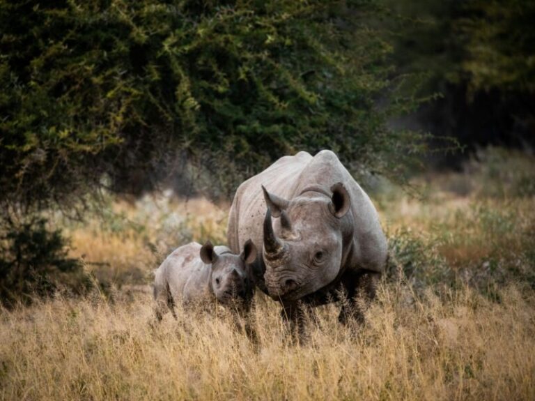 South-Africa