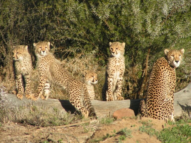 South African Cheetah 7