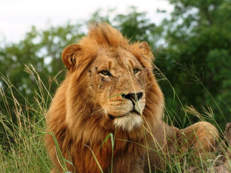 South African Lion 3