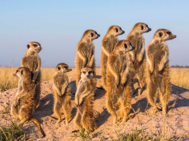 South African Meerkat