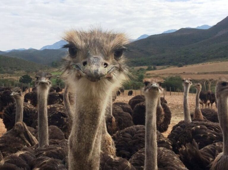 South African Ostrich 3