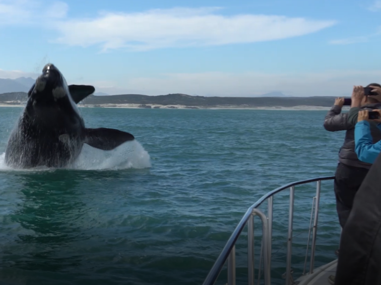 South African Whale 4