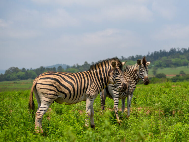 South African Zebra 2