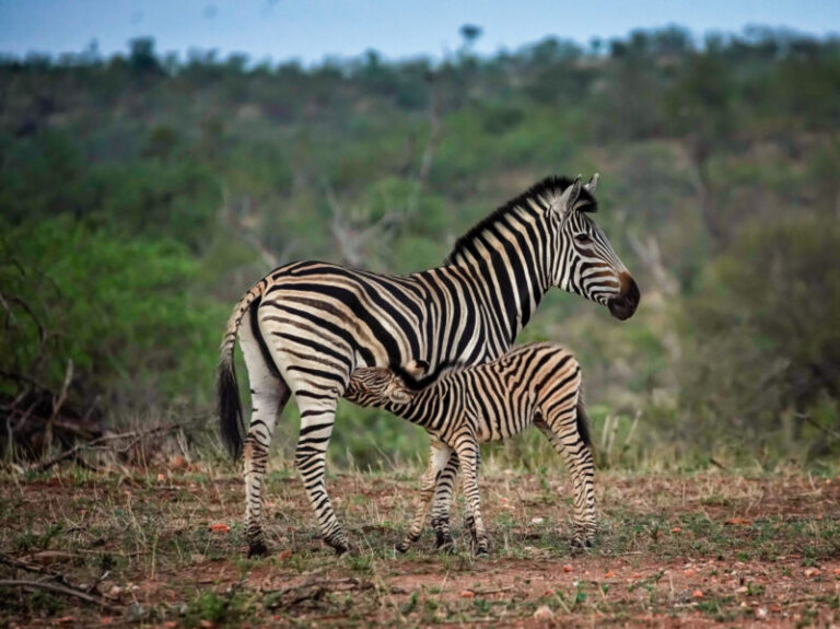 South African Zebra 3
