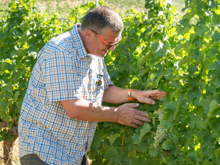 Western Cape winelands (12)
