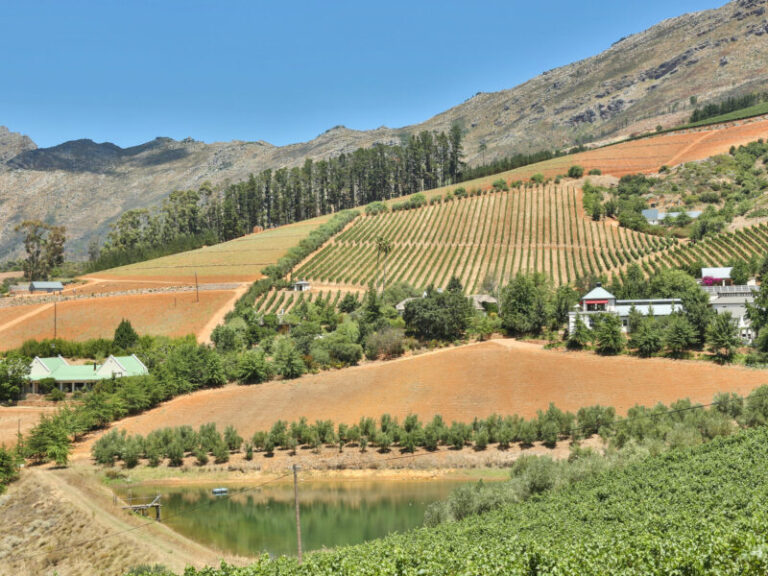 winelands (9)